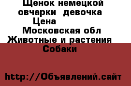 Щенок немецкой овчарки, девочка › Цена ­ 60 000 - Московская обл. Животные и растения » Собаки   